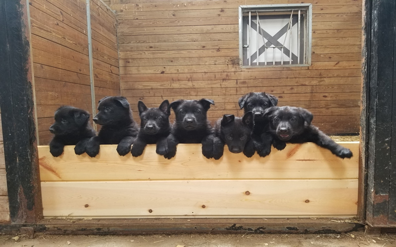 Black German Shepherd Puppies